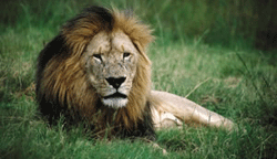 South African Lion